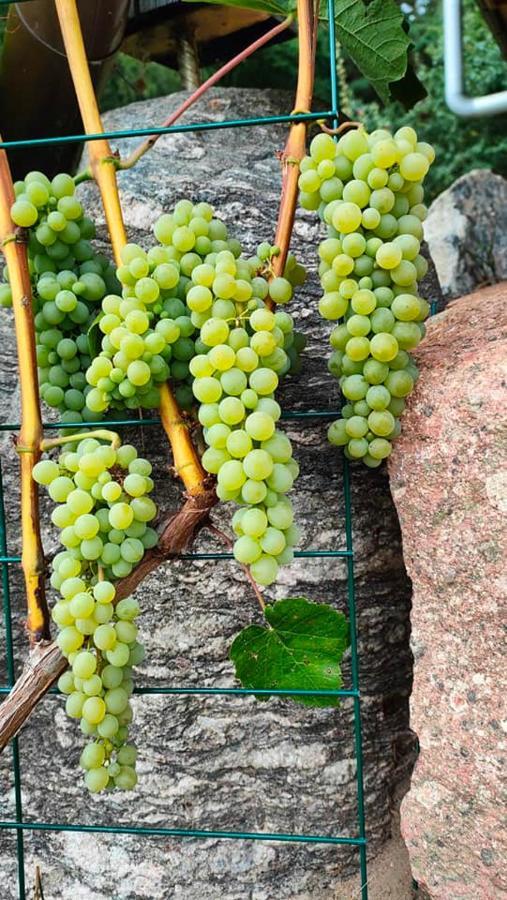Agrowinnica Borzytuchom エクステリア 写真